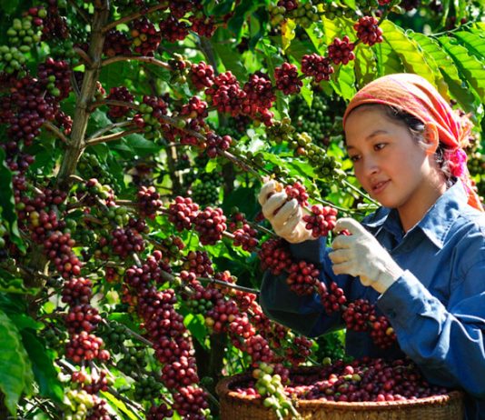 Người nông dân ghim nông sản, giá cafe tăng cao