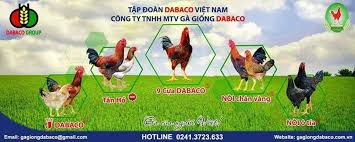 Dabaco đã được chấp thuận niêm yết trên HoSE