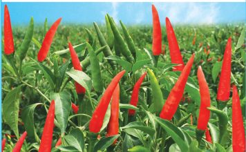 Do phát hiện 4 lô tôm và ớt từ Việt Nam có nguy cơ cho sức khỏe cộng đồng nên Úc sẽ kiểm tra 100% các lô hàng nhập khẩu cùng các loại sau đó.