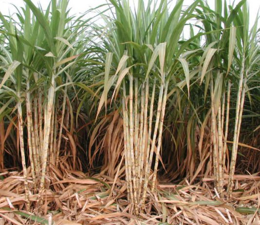 Hiện cả nước còn tồn tại kho khoảng 650000 tấn đường, mức cao kỷ lục từ trước đến nay của ngành, 17/36 nhà máy sản xuất đường thu lỗ.