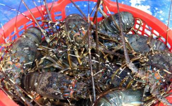 Gần đây rộ lên thông tin tôm hùm Alaska nhập khẩu từ Mỹ với giá 170.000 đồng/kg, mức giá ngang với tôm thẻ chân trắng trong nước. Tuy nhiên, người dân tìm đỏ mắt không thấy nơi nào bán tôm hùm Alaska giá dưới 1 triệu/kg