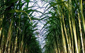 Mía đường Sơn La sắp tổ chức họp ĐHCĐ thường niên tài chính 2019-2020